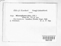 Erysiphe penicillata image